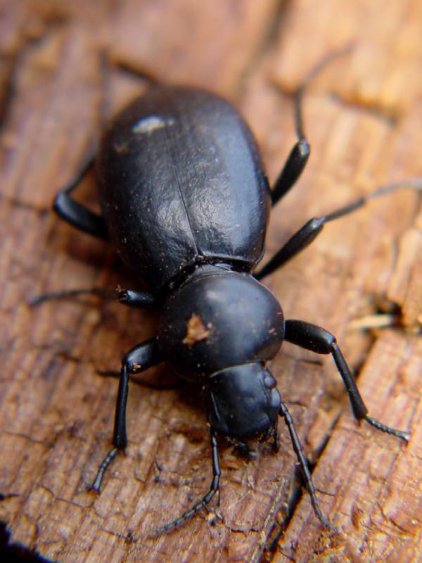 Tentyria grossa